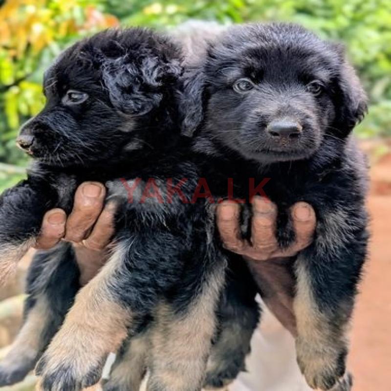 German Shepard Long Cort Puppy