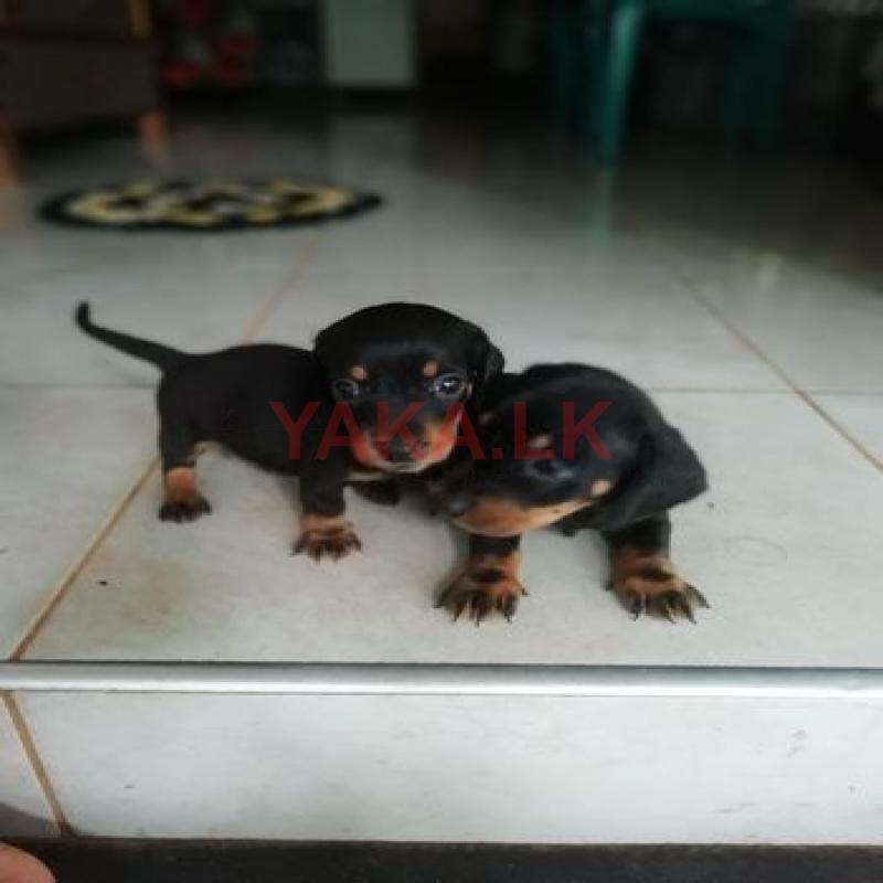 Dachshund Puppies