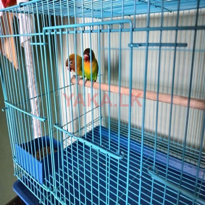 African love birds