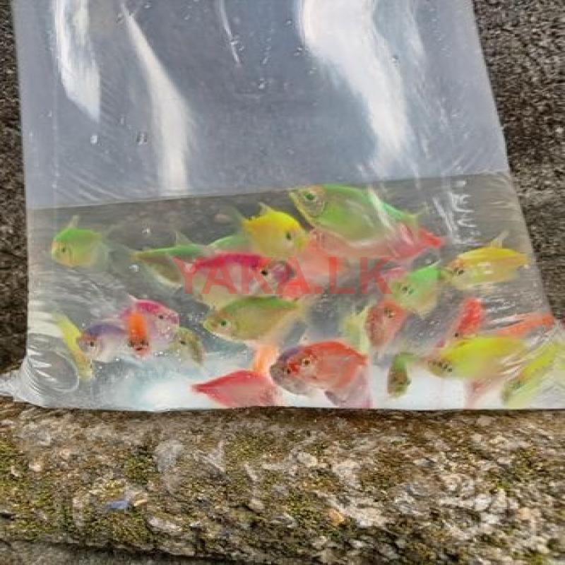Glo Tetra Fish