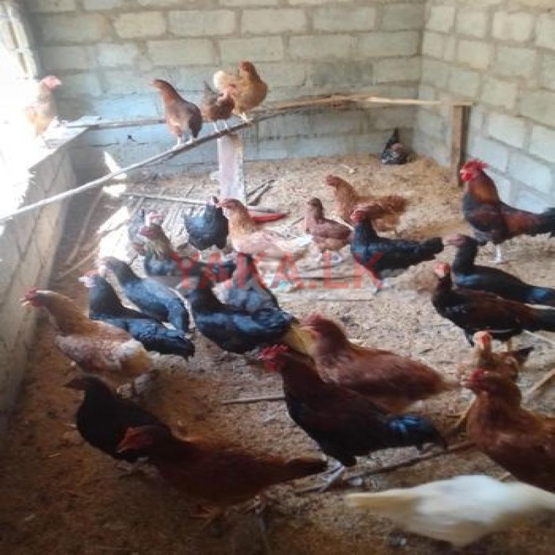Farm Chicken