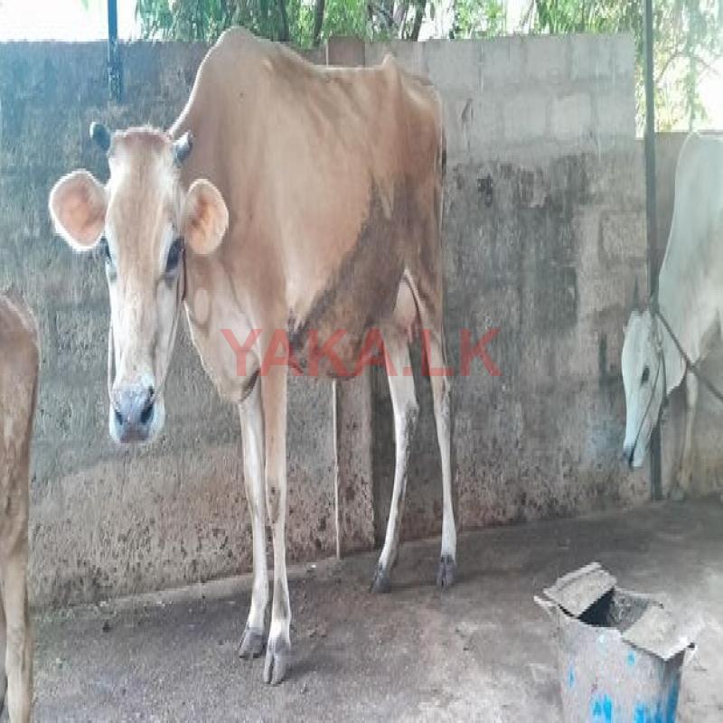 Milk Cow