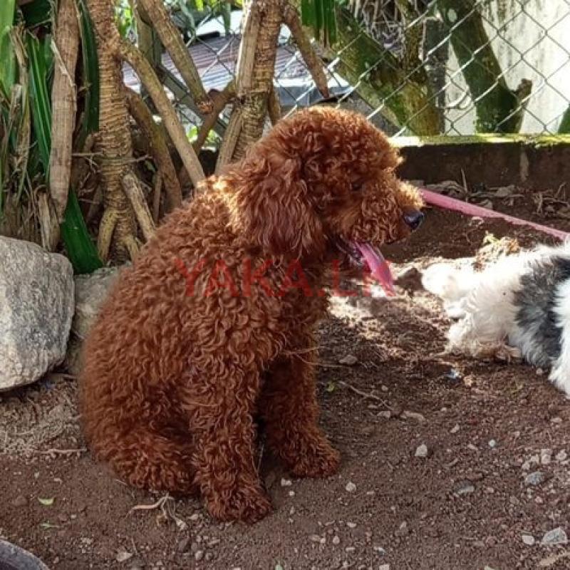 Poodle Male Dog Crossing