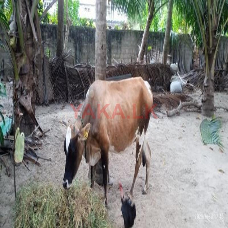 பால் மாடு விட்பனை