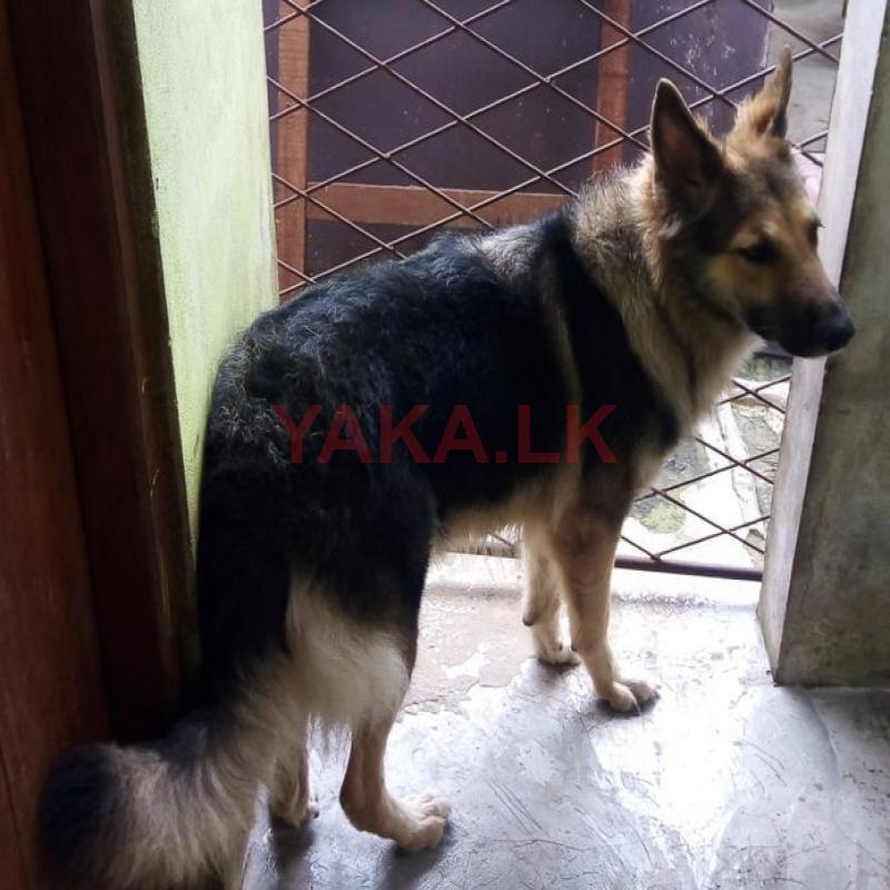 German Shepherd Female Dog for Crossing