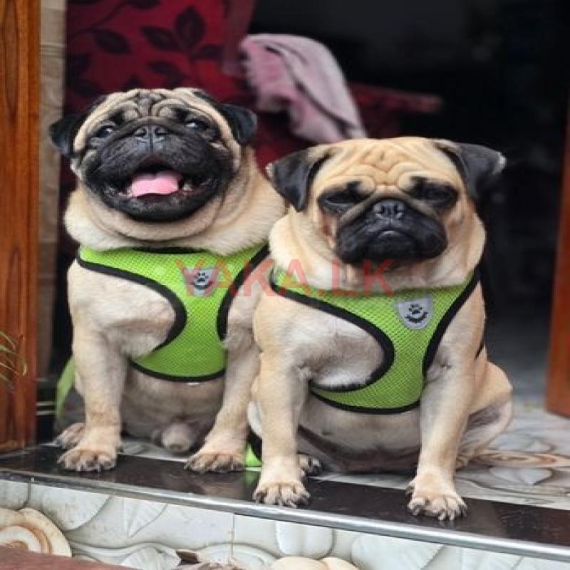 Pug for Crossing