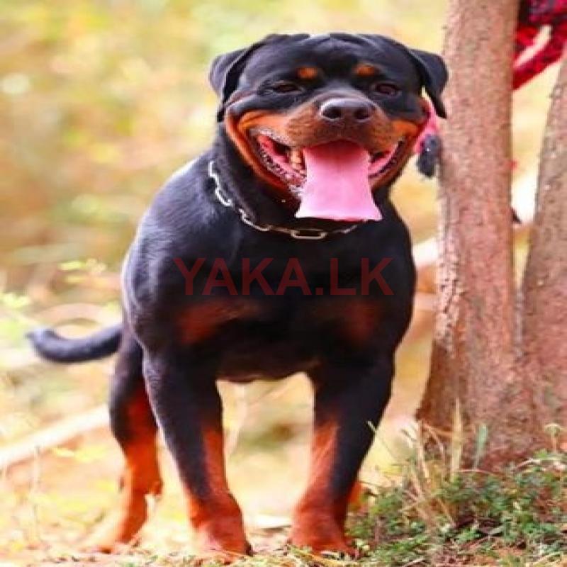 Rottweiler Dog for Crossing