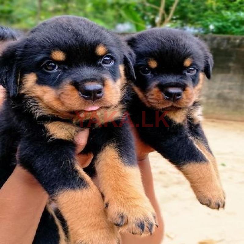 Rottweiler Puppies