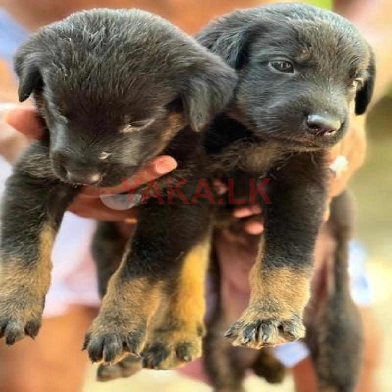 Doberman Dog