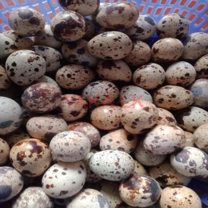 Quail Eggs
