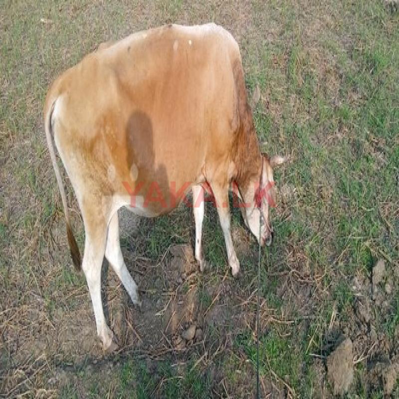 Male Cow