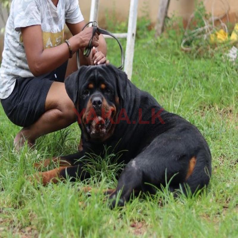 Rottweiler for crossing
