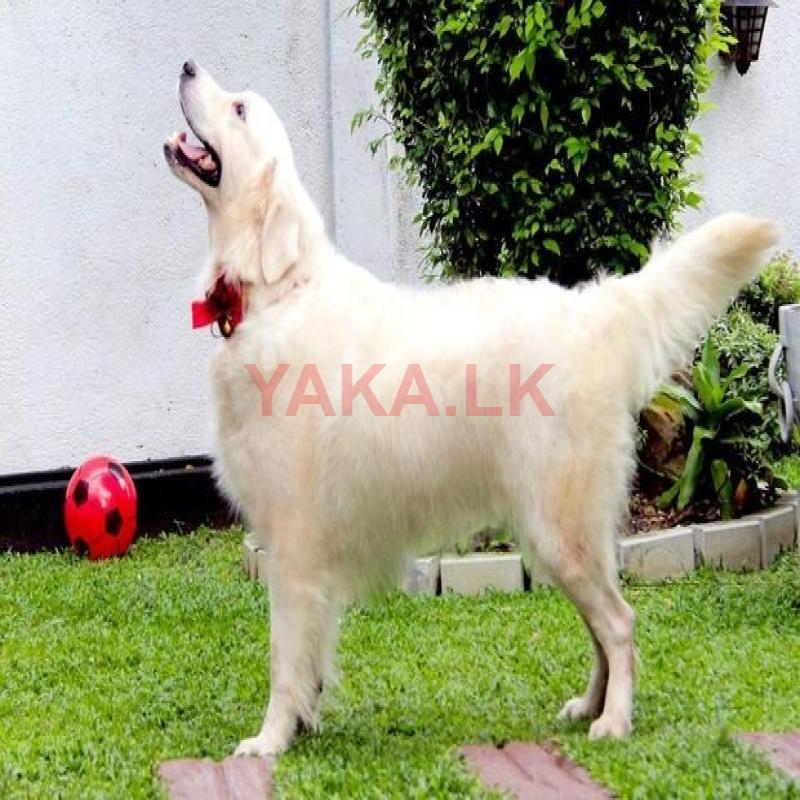 English Cream Golden Retriever Dog for Crossing