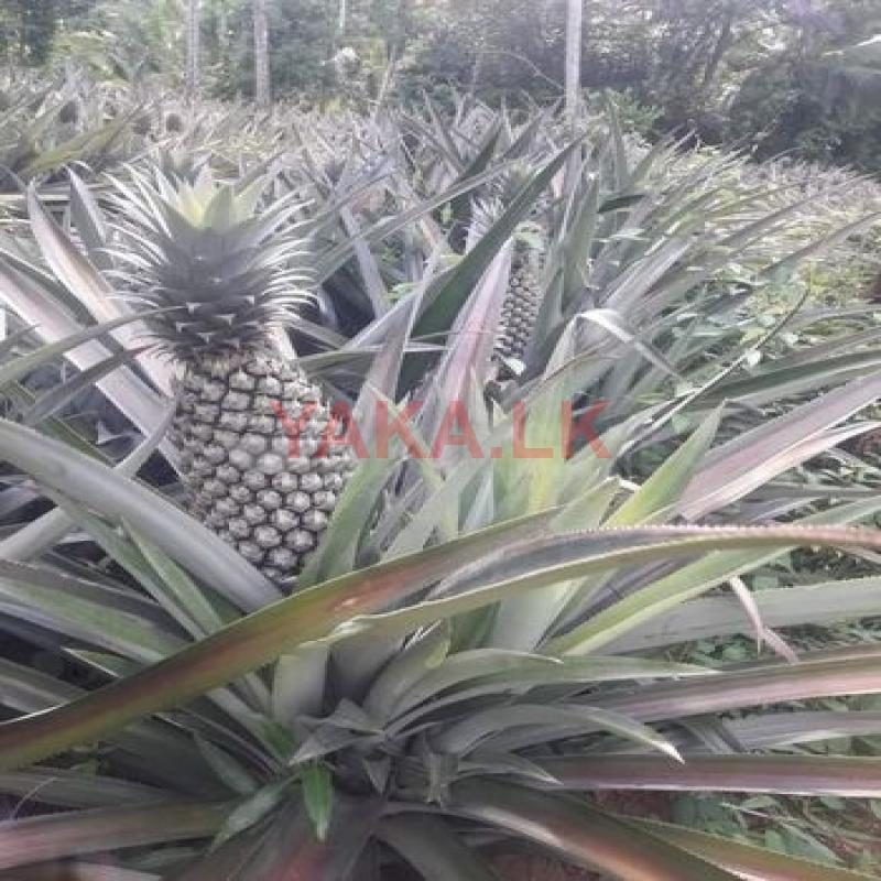 Pineapple Plants