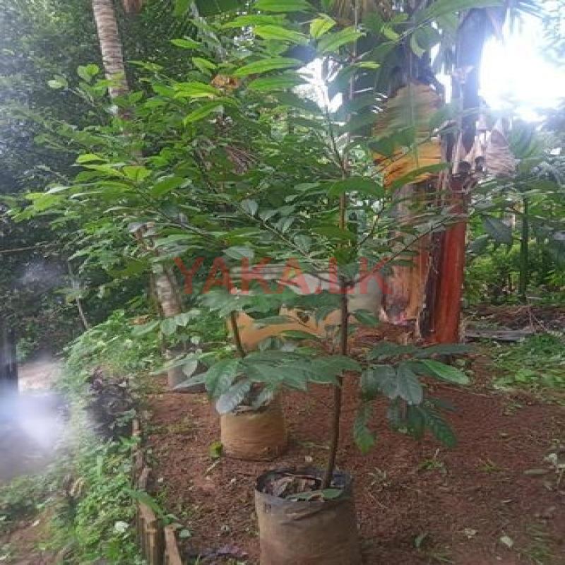 සාදික්කා පැළ