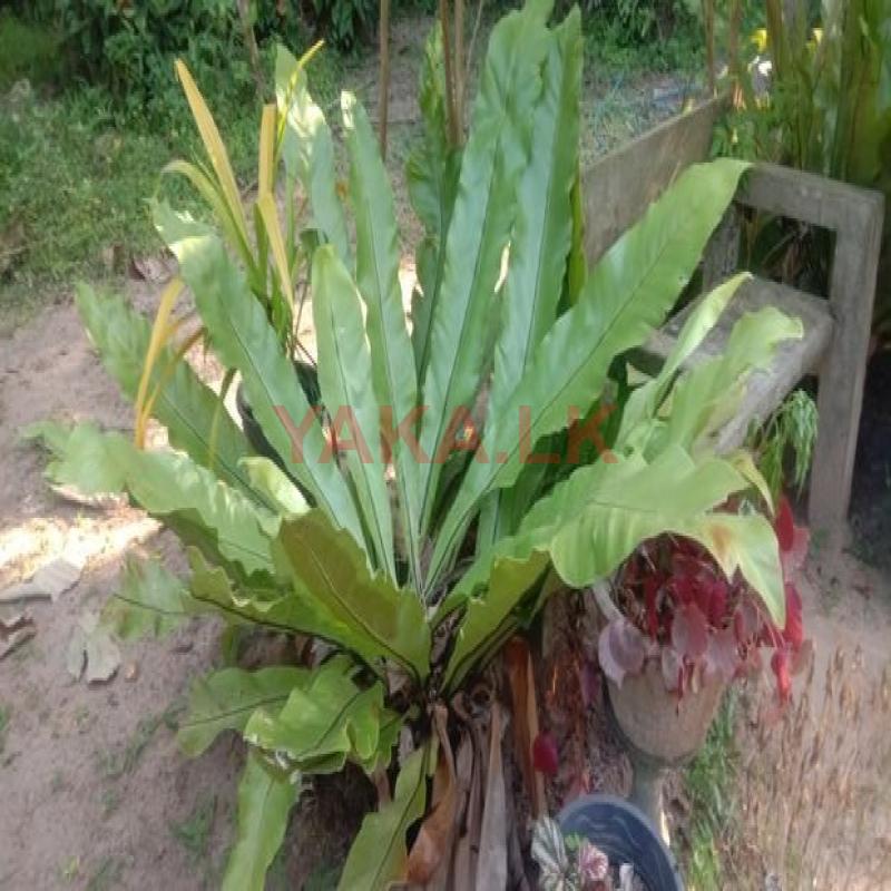 Bird's Nest fern plants