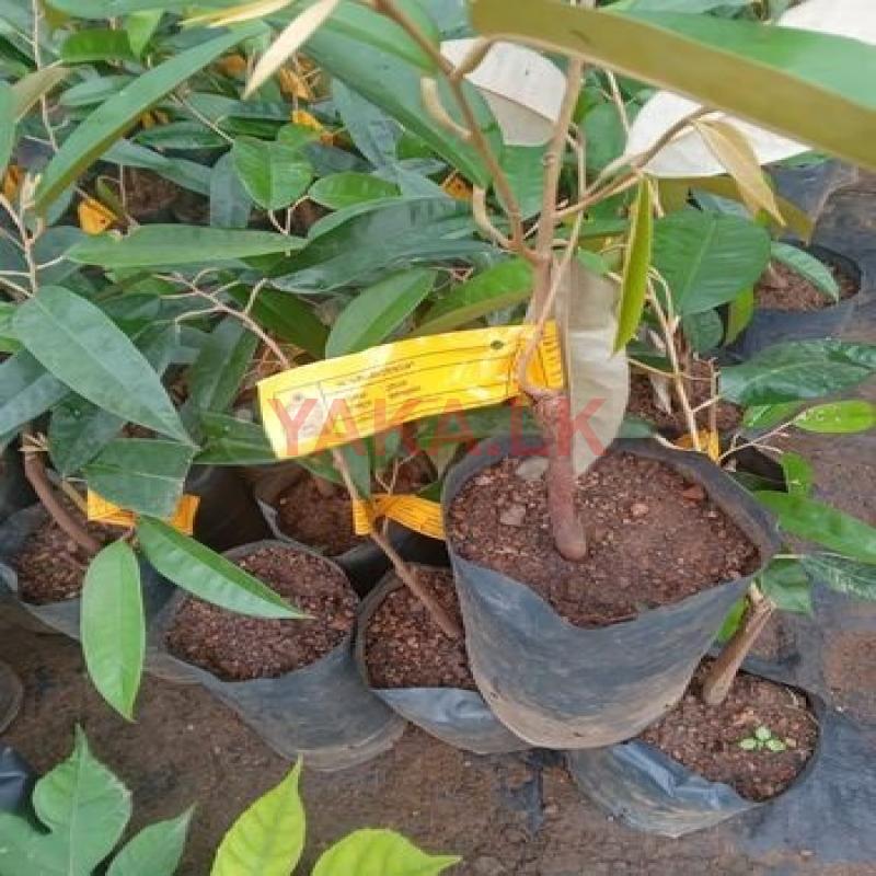 බද්ද කරපු දූරියන් පැ ළ