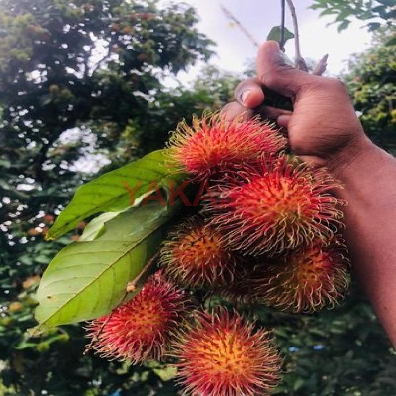 රඹුටන්