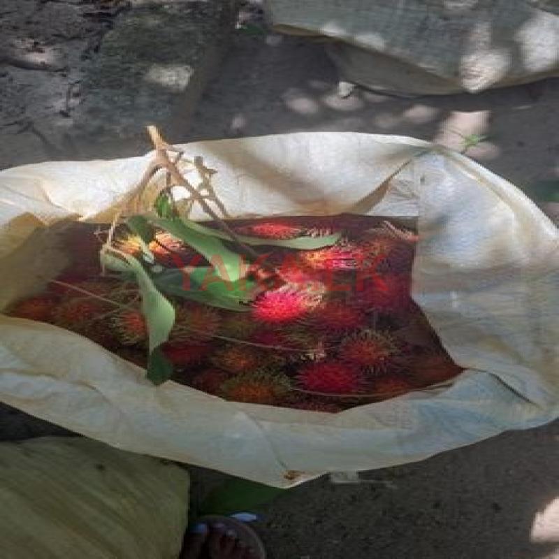 Rabutan