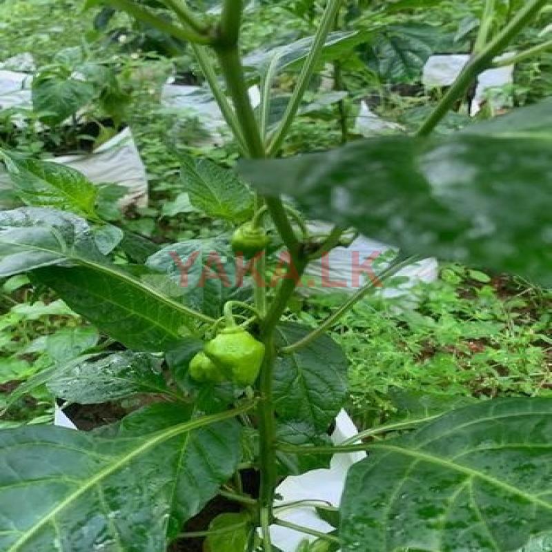 Scotch Bonnet Pepper Plants - නයි මිරිස්