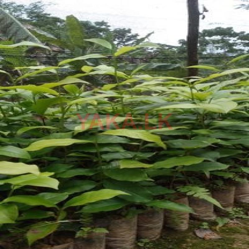 තේ පැල Tea Plants
