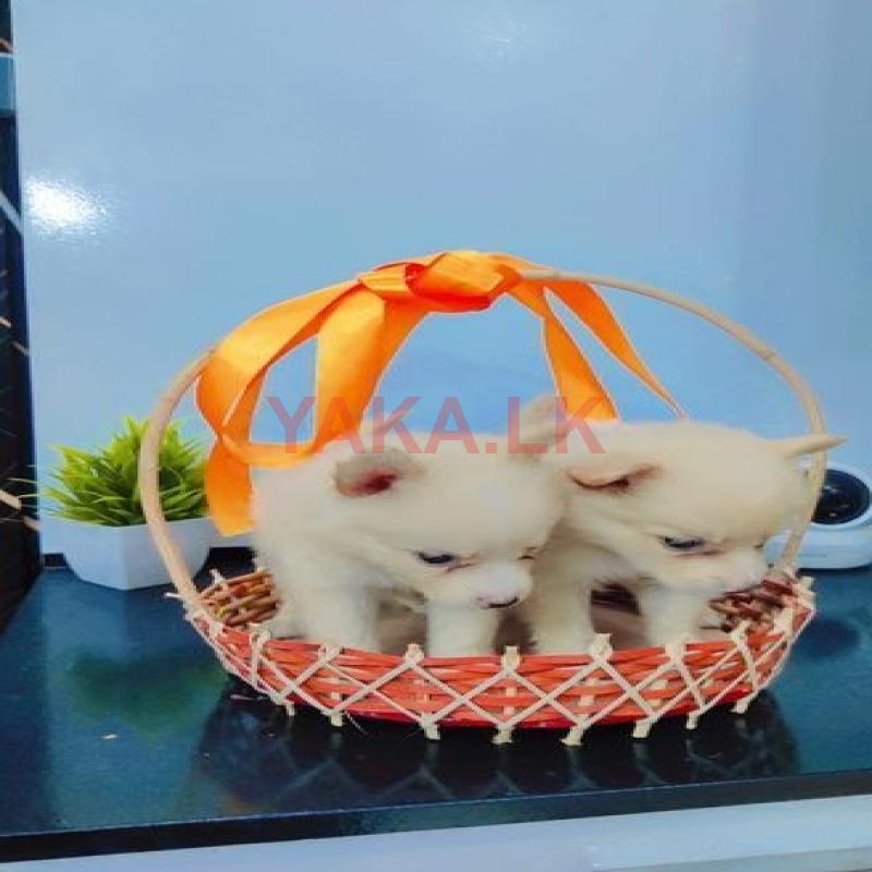 Pomanarian Pupies