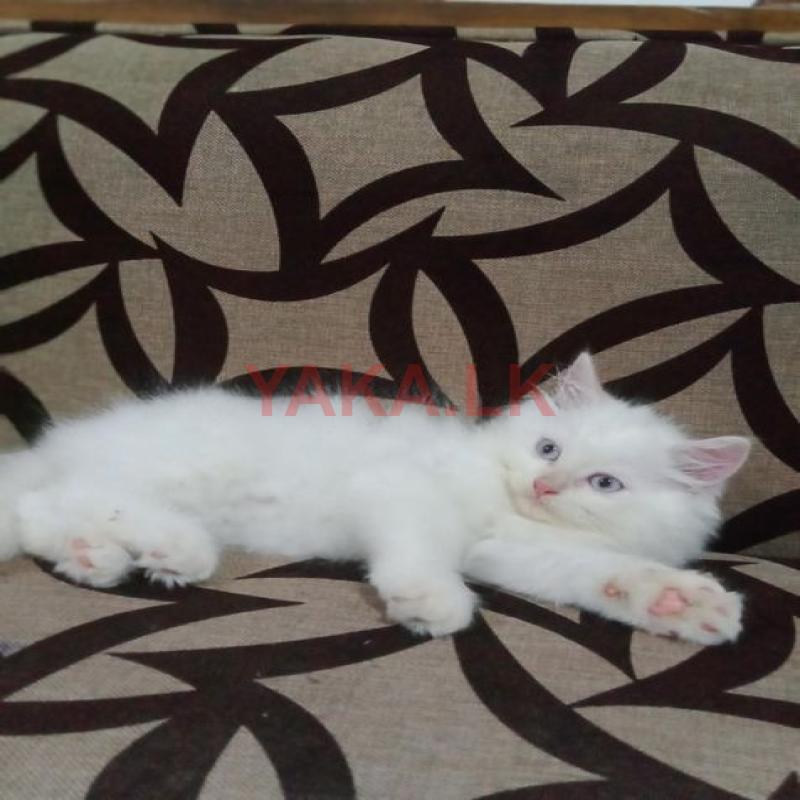 Persian Kittens