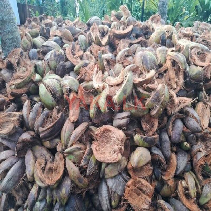 පොල් ලෙළි