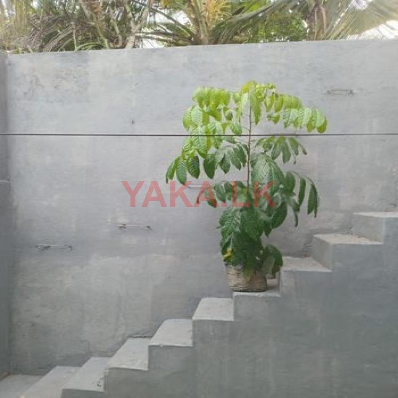 මහෝගනී පැළ