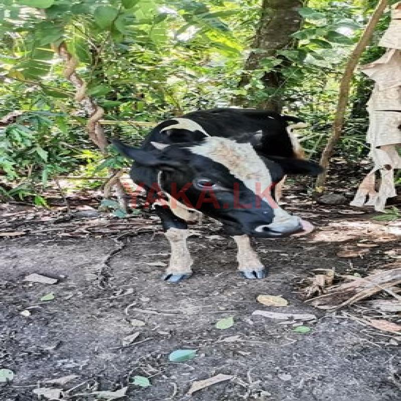 Male Cows