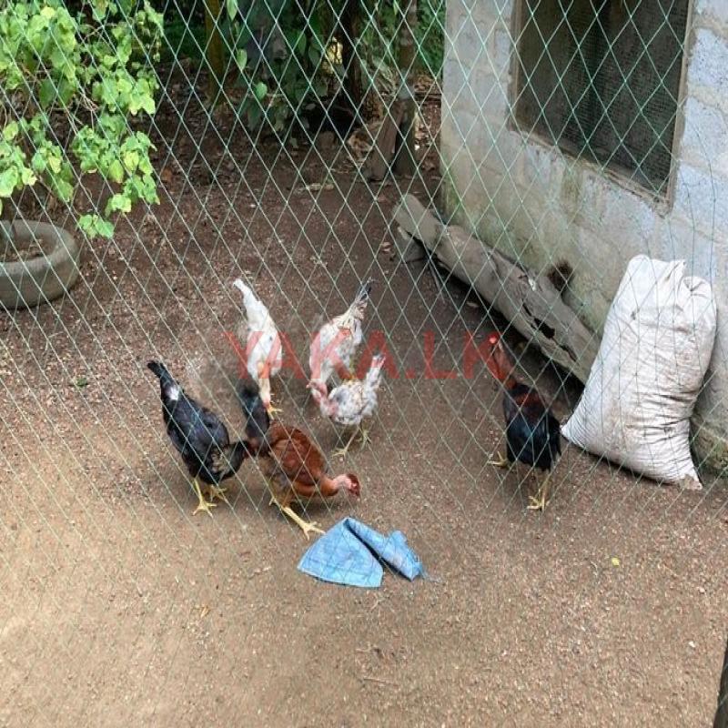 ගම් කුකුලන්