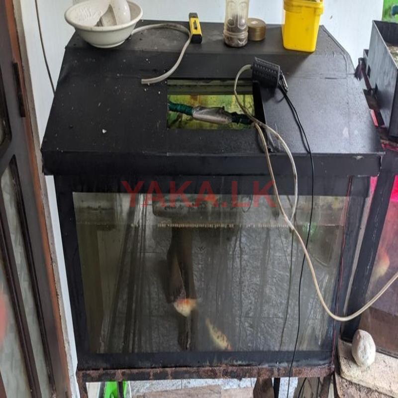 Fish Tank 2.5 Feet