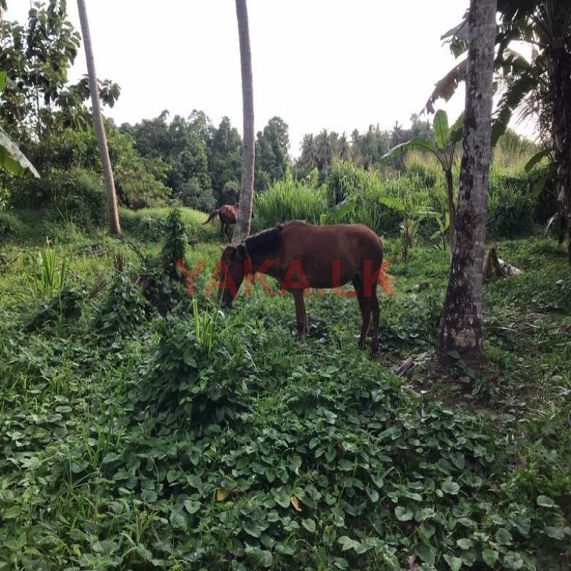 Pony Female and Male