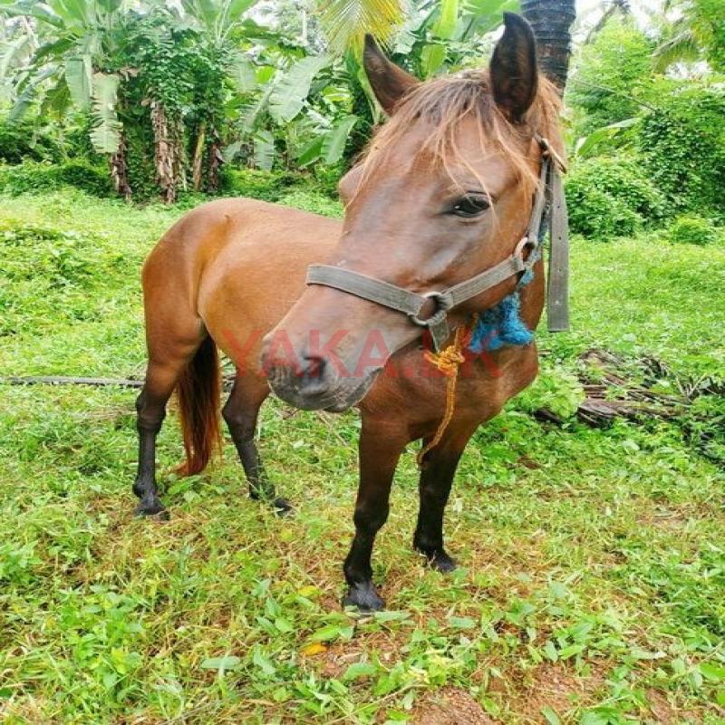 Female Pony