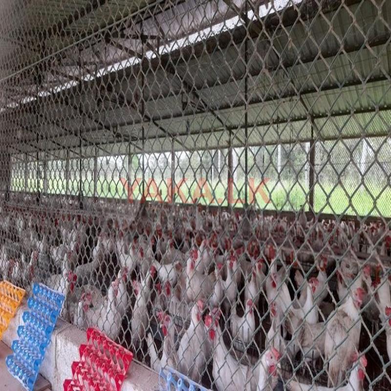 Poultry Farm With Coconut Land For Sale In Nikawaratiya