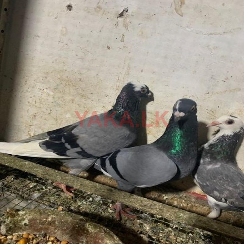 pigeons