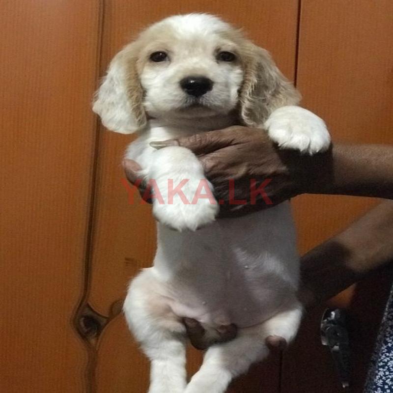 Cocker Spaniel Puppy