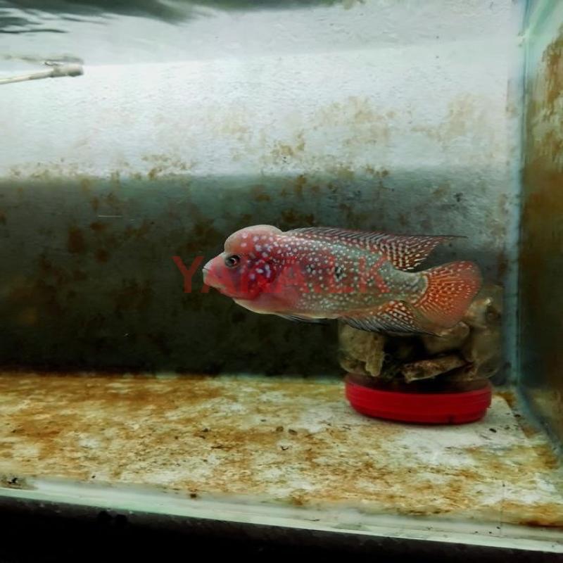 Flowerhorn