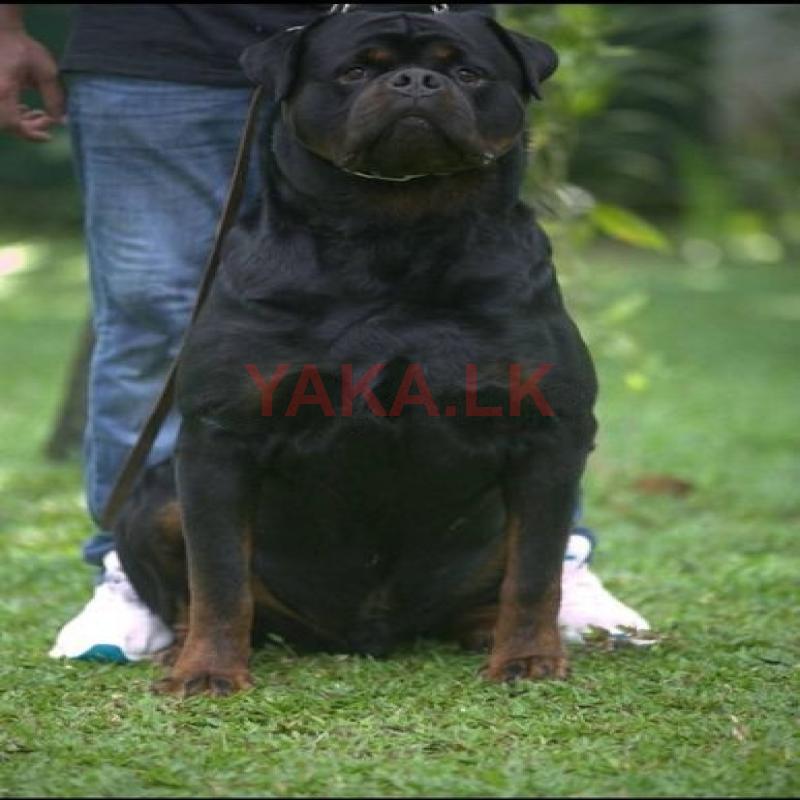 Imported Male Rottweiler For ( Crossing / Stud )