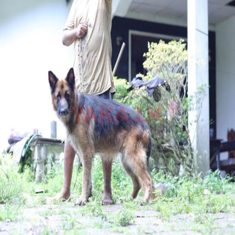 German Shephad Crossing/stud CKC/KASL Registered