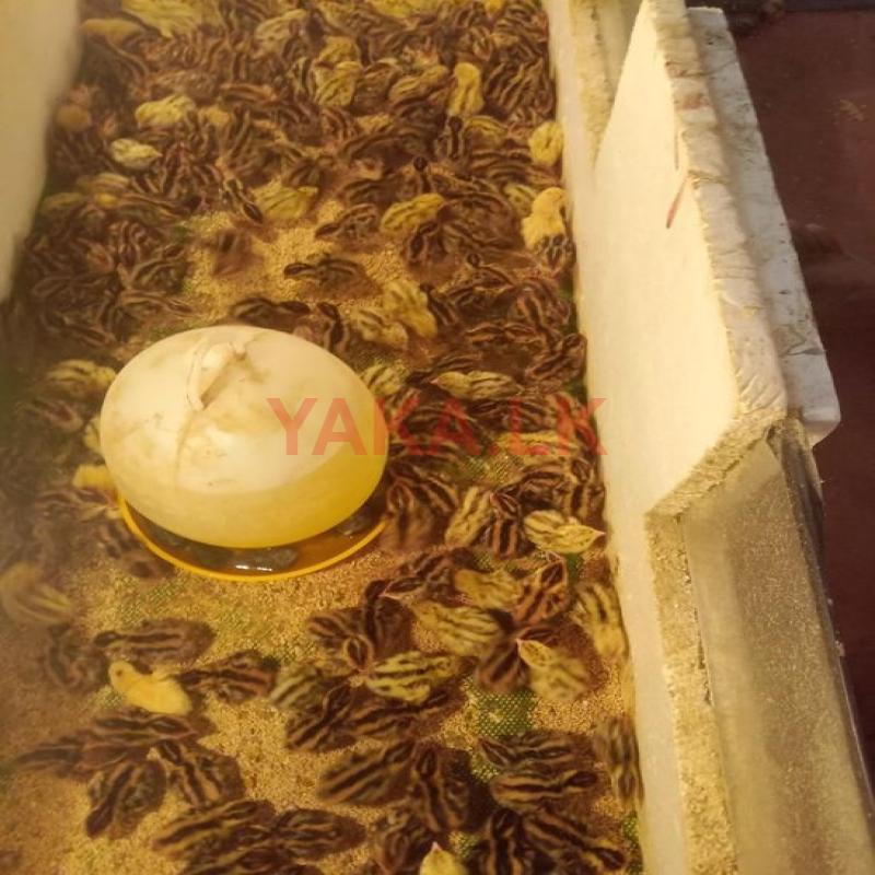 Quail Chicks