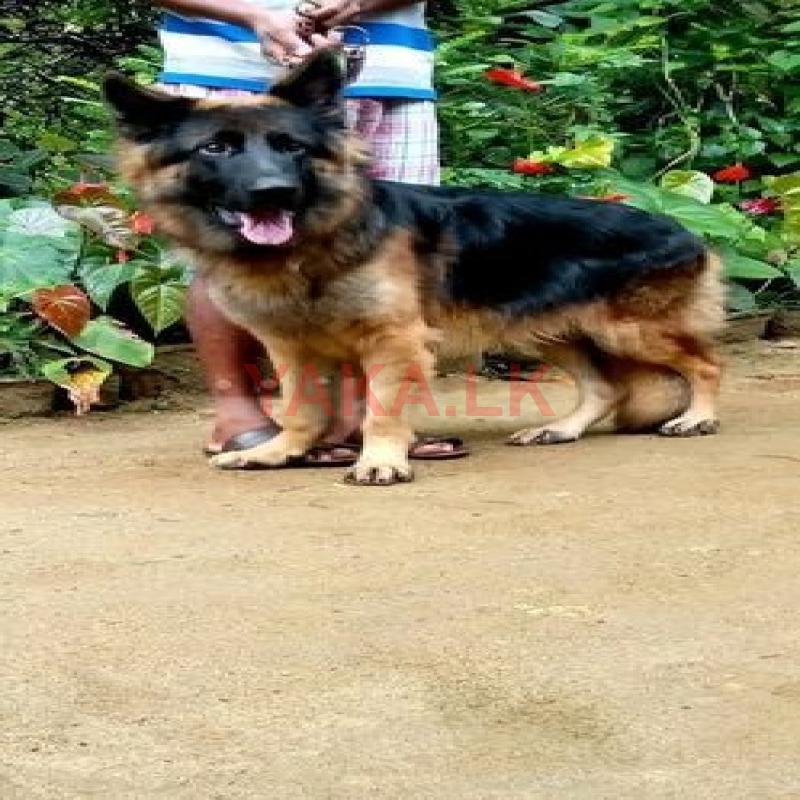 German Shepherd Male Dog for Crossing
