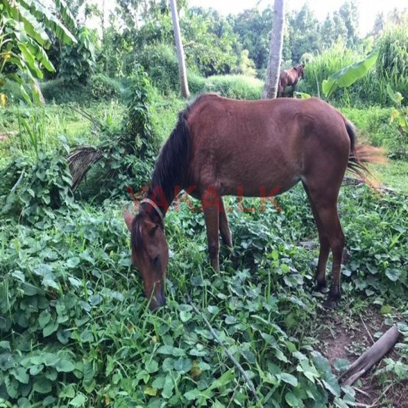 Pony Female and Male
