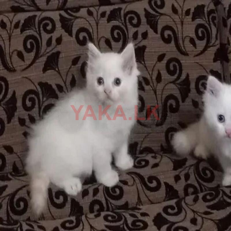 පර්සියන් පැටවුන්