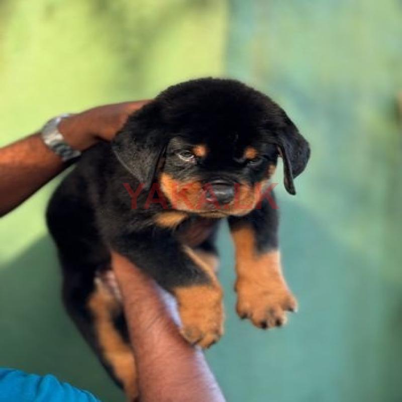 Rottweiler Puppies Imported