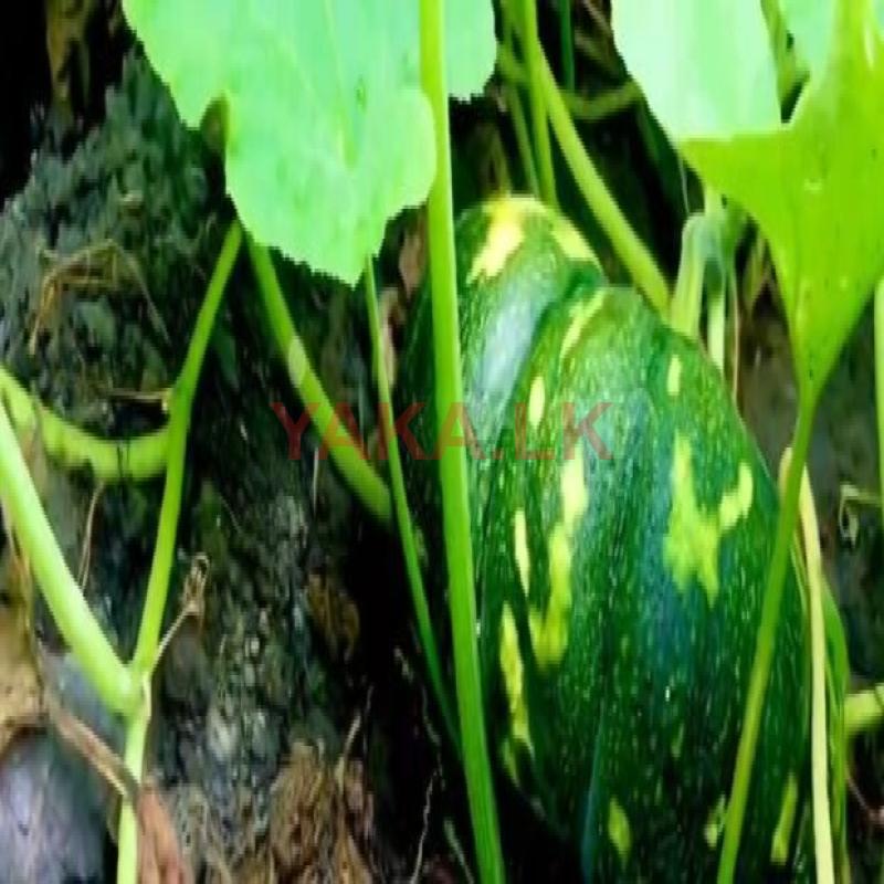 பூசணிக்காய்