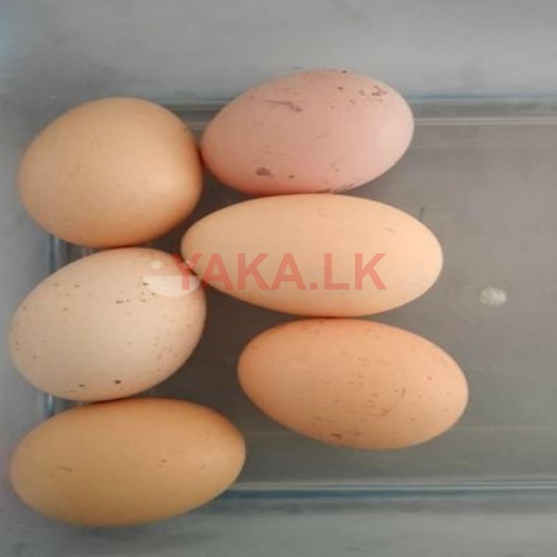 Brahma Chicken Eggs