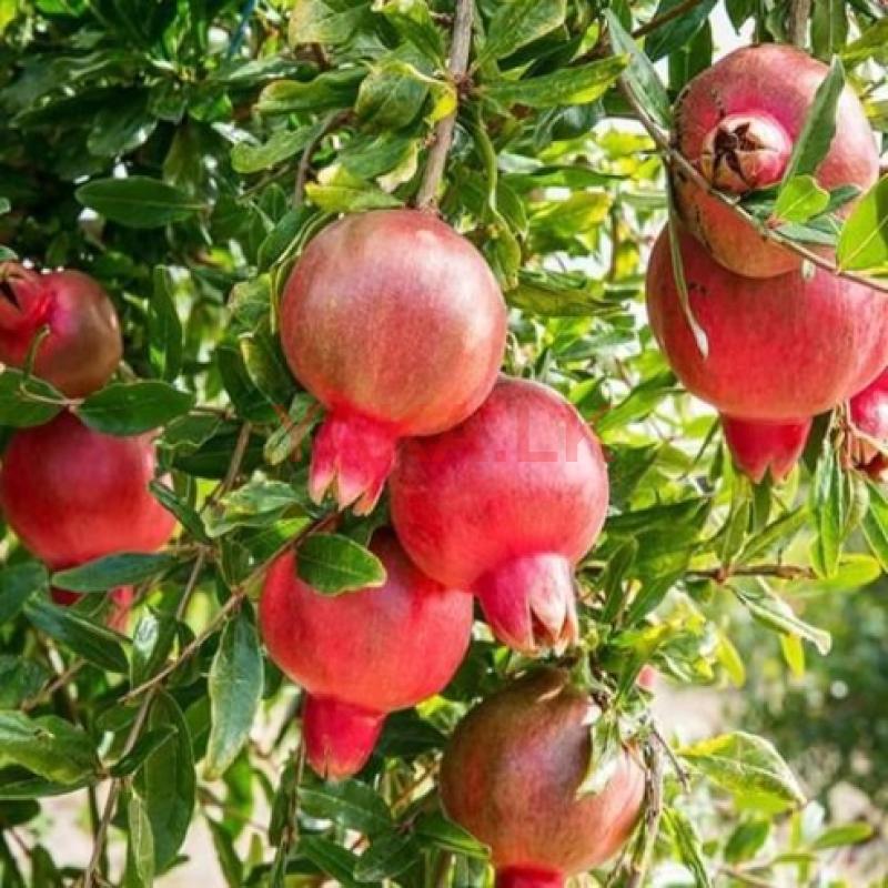 Pomegranate
