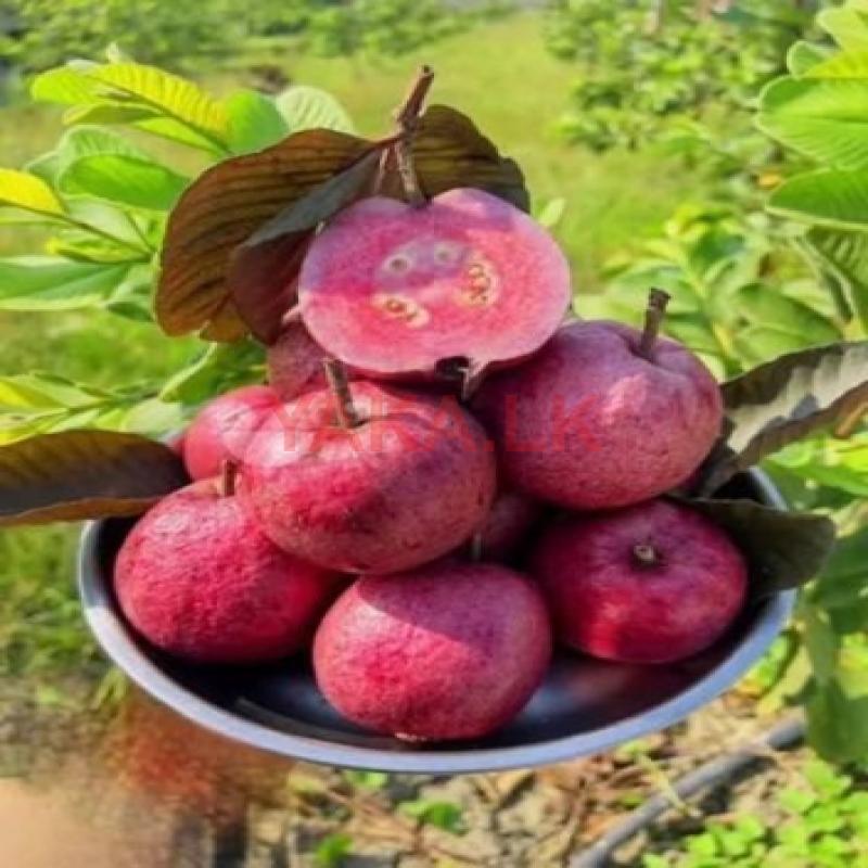 Black Diamond Guava
