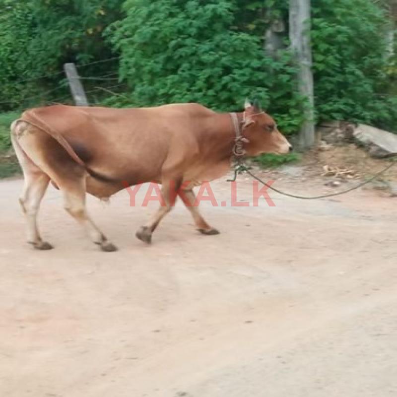 Male Cow
